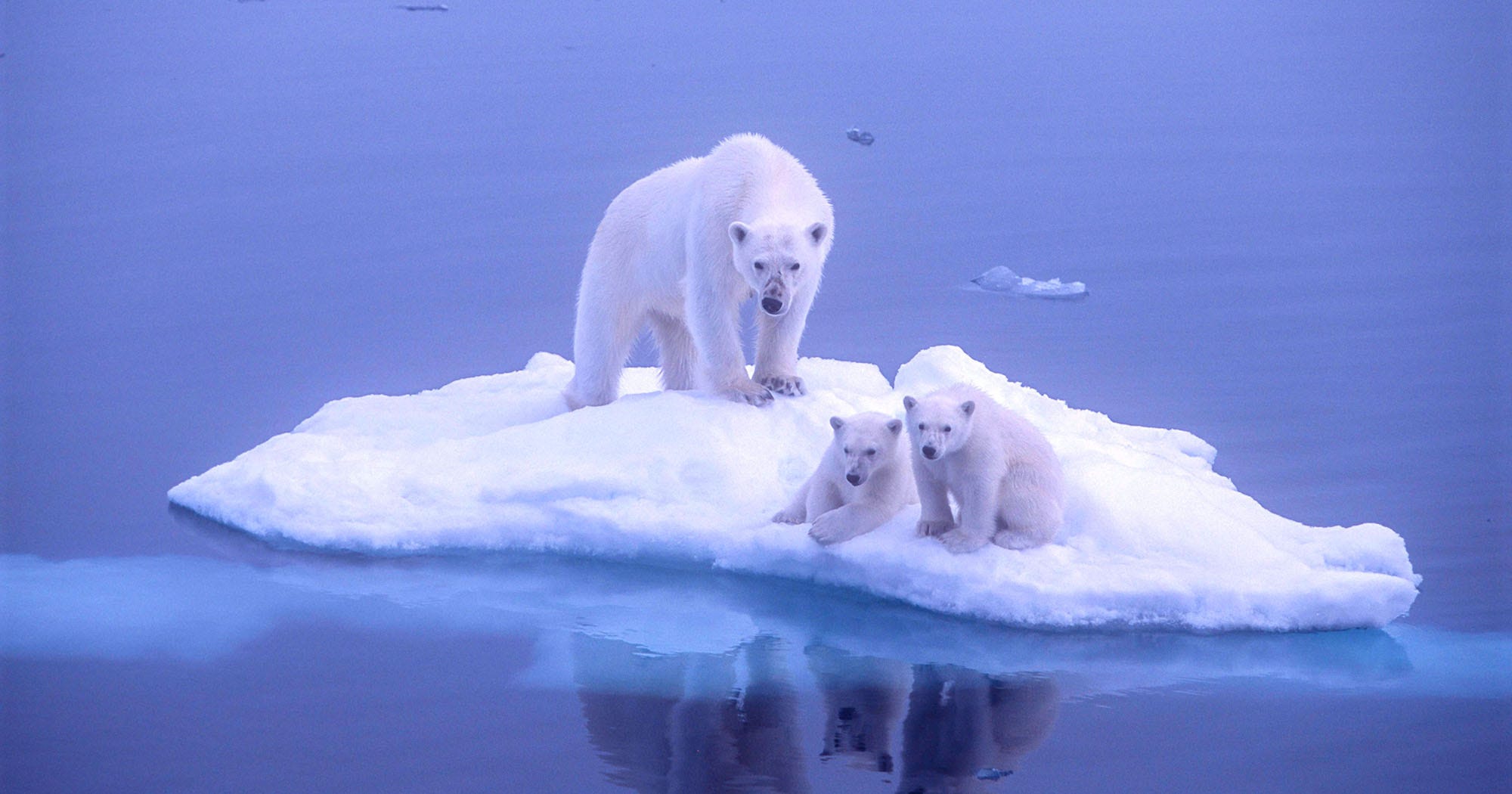 Polar Bear Population Report