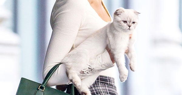 Taylor Swift Cat Accessory Pictures - Celebrity Pets