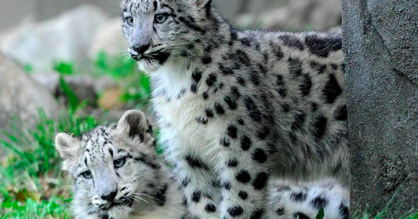 チャールズリンブラッグ\"snow reopard\" Rare snow leopard gets Zurich zoo 'date' - BBC News