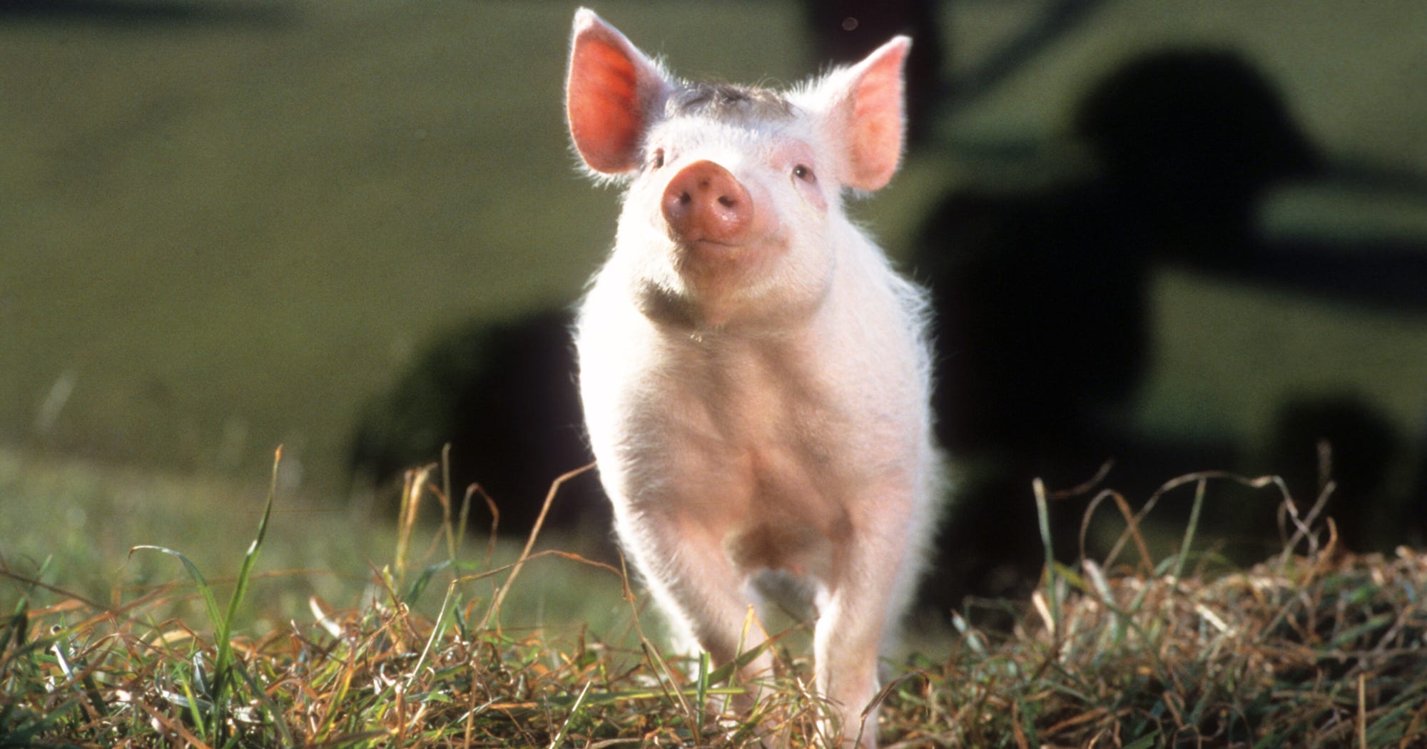 Movies With Animals That Talk 60 Photos Moonagedaydream.film
