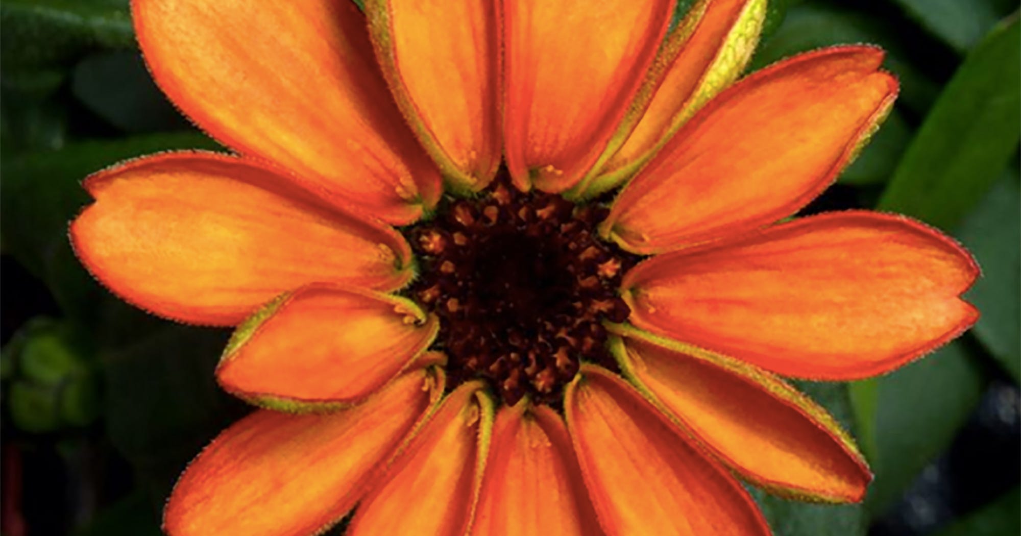 NASA First Flower Grown In Space