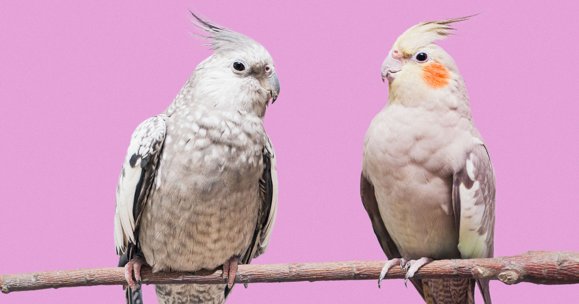 Feminism, Flipping Off A Man
