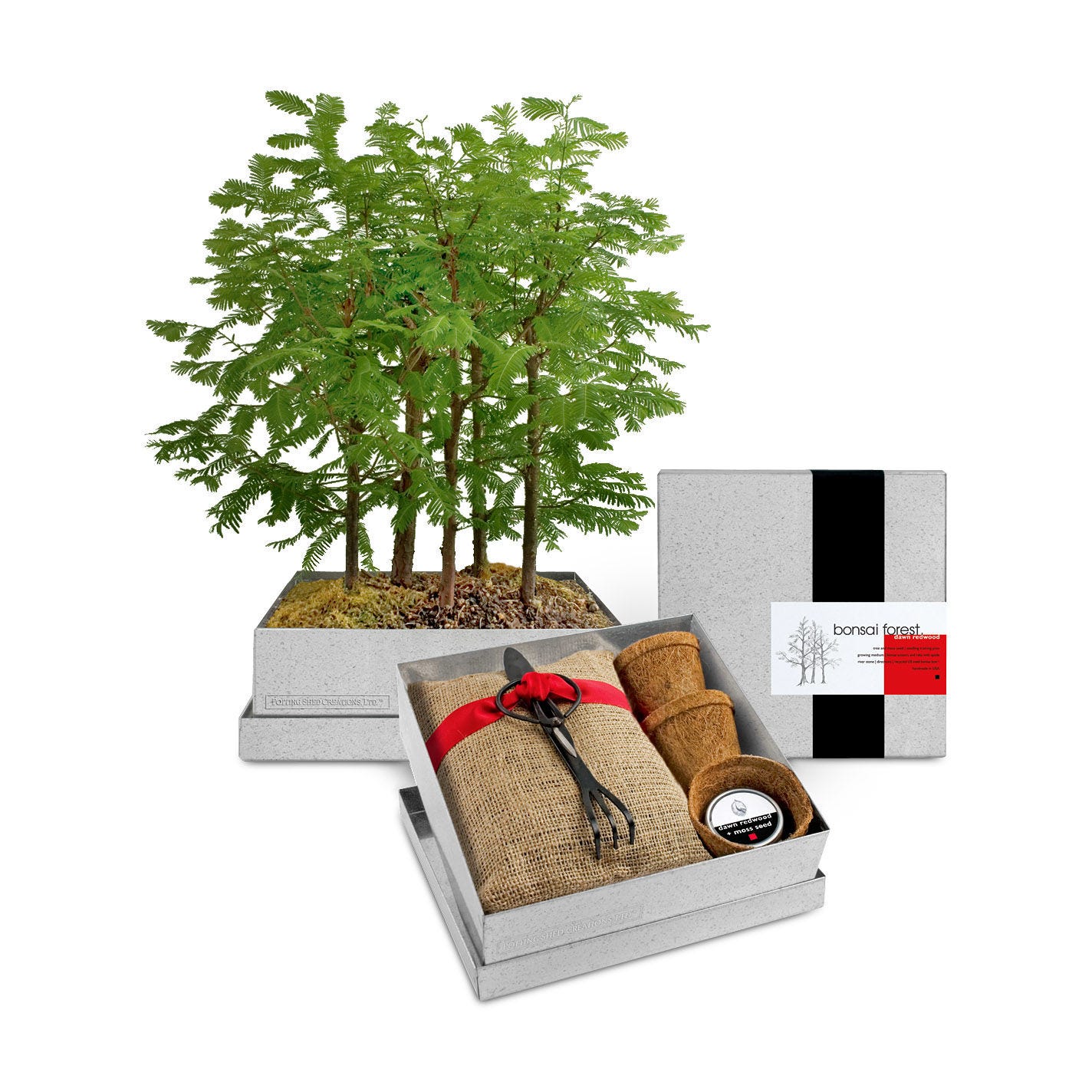 ECOFRIENDLY + Bonsai Forest Growing Kit