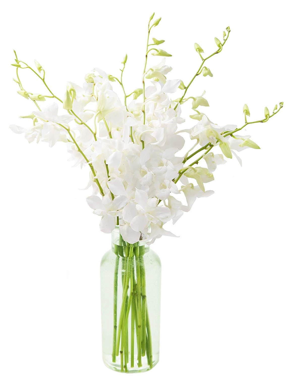 KaBloom + White Dendrobium Orchids With Vase (10 stems)