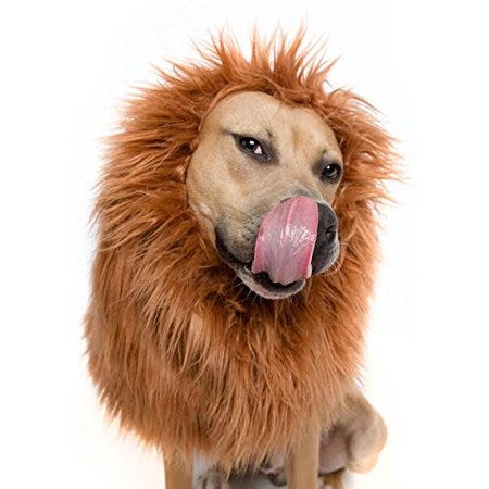 lion cone for dogs