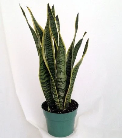 kalanchoe plant succulent Mealy Kalanchoe main image 0